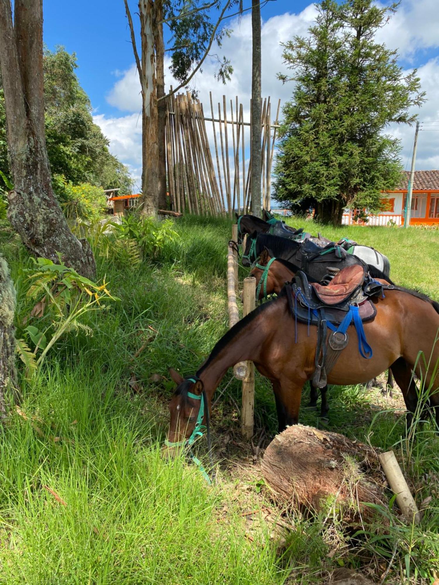 Ecohotel Entrebosques Salento Eksteriør billede