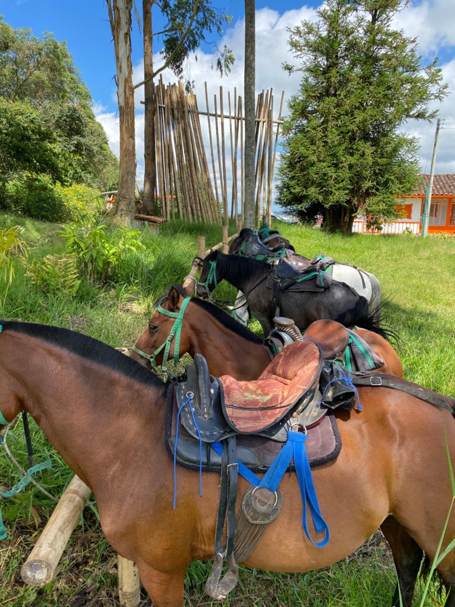 Ecohotel Entrebosques Salento Eksteriør billede